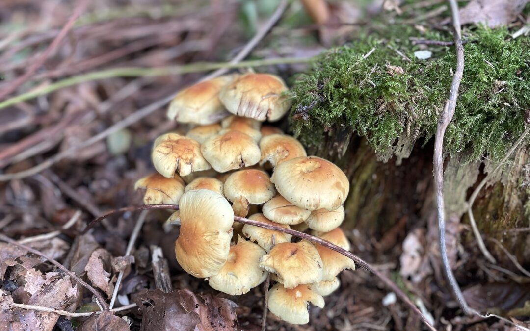 Efterår er selvomsorgstid