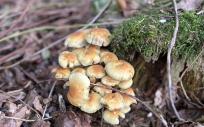 Efterår er selvomsorgstid